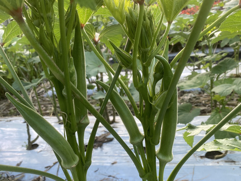 丸オクラ3㎏　大きくてもやわらかい。土の栄養まるごと！腐植栽培の朝採り丸オクラ、畑から直送 　栽培期間中農薬・除草剤・化学肥料不使用