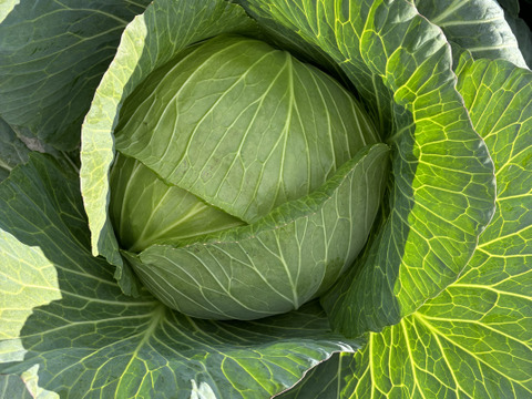 【ゲン担ぎ福袋】紅白で縁起良く！　レッドキャベツ（紫キャベツ）厳選大玉 ＋ 大玉キャベツ 約10kg