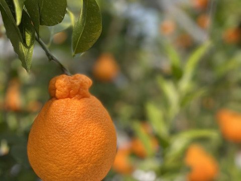 超完熟！超熟成！ハウス栽培不知火8〜12個