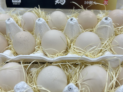 烏骨鶏　濃厚な黄身！爽やかな白身が自慢！【烏骨鶏輝翔卵】20個入