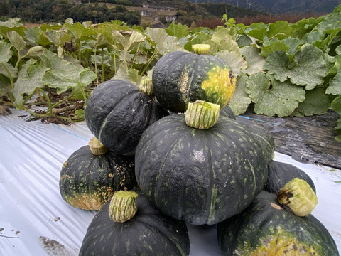 カラダが喜ぶ!!旬のお野菜セット11~15種類【おまかせ100】
