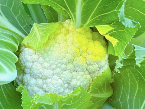 25日発送‼️‼️新鮮お野菜セット‼️どどーんと120サイズでお届け‼️