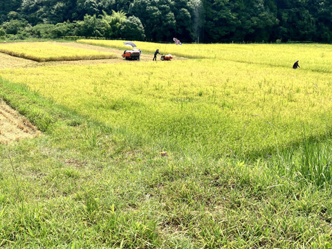 新米令和6年産　早場米で甘くてもちもち！九州天草方原産清流米(コシヒカリ5キロ)