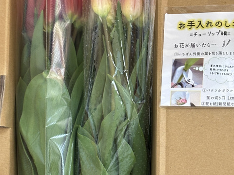 フラワーファームしろねのチューリップ　2色ミックス20本（赤・桃） 　※北海道・沖縄県配送不可※