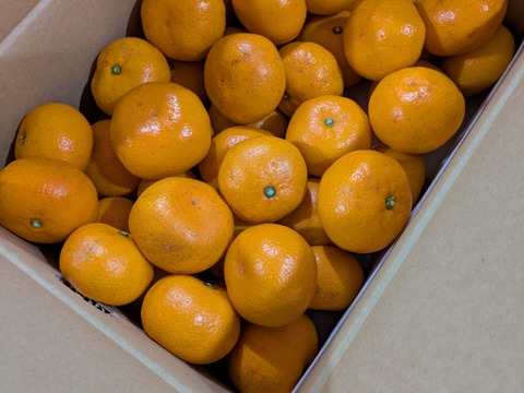 愛媛みかんの老舗厳選【小玉】『濃厚な旨みがギュッと凝縮』みかん 3.5kg 愛媛県川上産