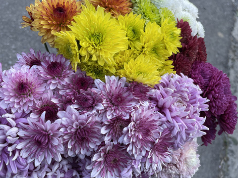 【訳あり⠀】葉っぱなしスプレーマム10本セット