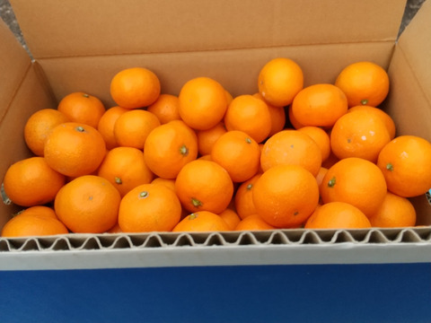 長崎の【完熟小玉】原口早生みかん(約5kg)