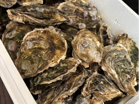 【BBQに牡蠣！】【生牡蠣】【生食用】三重県産 殻付き 浦村かき
S～Mサイズ 50個入り 4Kg (5～10人前）
牡蠣 貝類 海鮮 バーベキュー 父の日 【母の日ギフト】【生で食べれる美味い牡蠣】