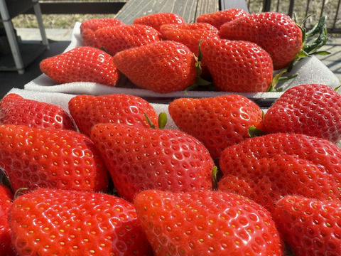 ✨ご褒美いちご✨大粒　【貴重ないちご】310g×2トレー　余り見ない大きさにビックリ✨