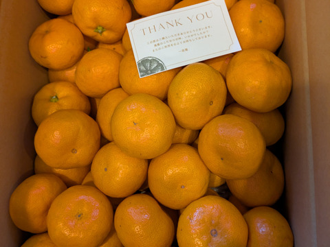 【完熟有田みかん】5キロSサイズ　ギフトにも！　温州みかん　宮川早生　早生みかん　【冬ギフト】