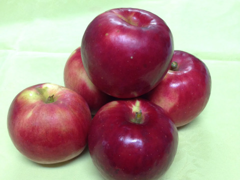 生でも加工でも！ りんご 紅玉 (キズ有B品10㎏)