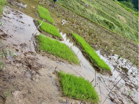 【R7年産】山の田んぼのインディカ米　自然栽培天日干しプリンセスサリー2kg　豊かな山の雪解け水で育った香り豊かなエスニック米