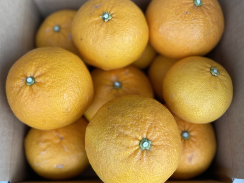 【ジューシー紅甘夏！2kg】柑橘王国愛媛　代々（だいだい）続く縁起物