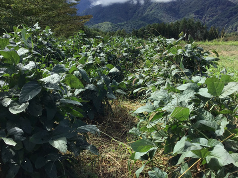 自然農で作った令和7年産　黒千石大豆　500g