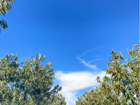 【ゲン担ぎ福袋】数量30個限定！！熟成させた糖度30度越えのほくほくしっとり焼き栗300ｇ＆大粒冷凍栗500ｇのセット