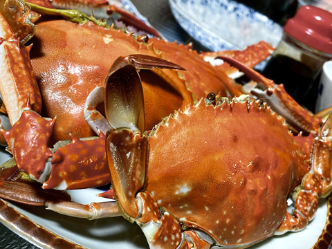 特大ワタリガニ 日間賀島産 ガザミ身入り自信あり 特大 3匹 1匹あたり約550茹でて発送大人気 これなら間違えなし 愛知県産のカニ 食べチョク 産地直送 産直 お取り寄せ通販 農家 漁師から旬の食材を直送