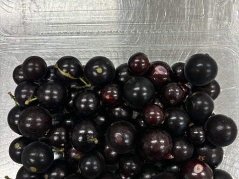 希少！濃厚な味と香り。【ジャボチカバ】生でお届けします。300g