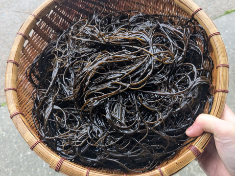 【希少海藻】ネバネバ！シャキシャキ！！『クロモ』生５００ｇ