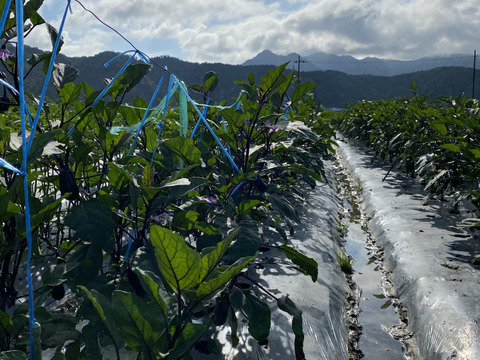 【冷蔵便】朝取れ新鮮‼️トゲなし茄子❗️たっぷり5kg入‼️