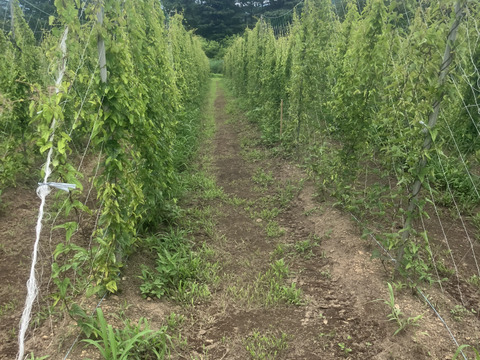 贈答としてもオススメ！皮ごと長芋！