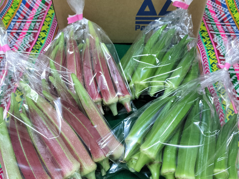 オクラ60本　赤オクラ混合　数量限定　オクラ食べ比べ