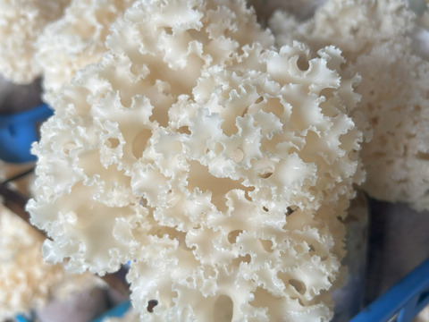 【食感の衝撃】まだ知らないの？幻のきのこ「生ハナビラタケ」お試し80ｇ5袋。プリ・コリ食感がクセになる！信州産