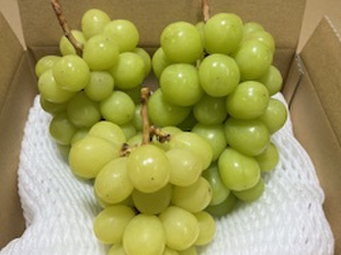 パリッとした歯応えと爽やかでフルーティーな甘さの人気のシャインマスカット