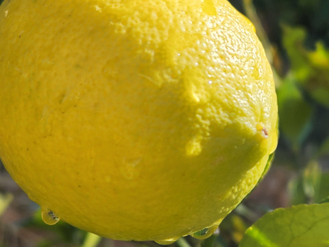 種なしレモン娘(種が数粒混じる事あり。5個)