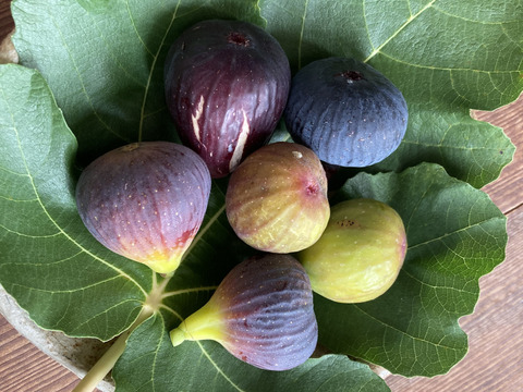 【秋の果物詰め合わせ】農薬不使用いちじく2パック　約600g　農薬不使用黄金シャインマスカット（種あり）2〜3房　約700g