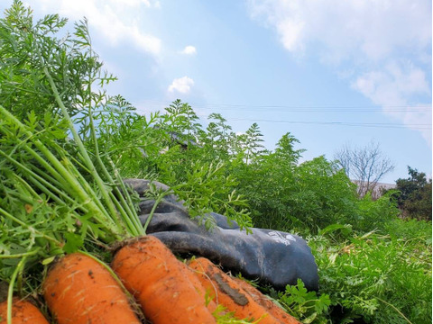 甘さ多めの寒じめ有機人参　3Kg