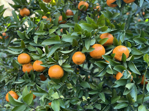 果肉たっぷり！長崎県産『ぽんかん』5kg