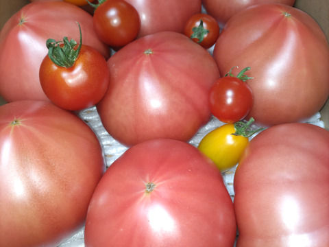 【 100％純トマト🍅】【雪ちゃんトマト】桃太郎トマト（2キロ箱満杯詰め）