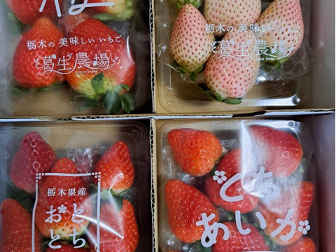 【冬ギフト】【食べチョク限定】摘みたて直送！ミルキーベリー入り！とちぎのいちご4種詰め合わせセット（4パック）（260ｇ×4パック）【いちご食べ比べ】