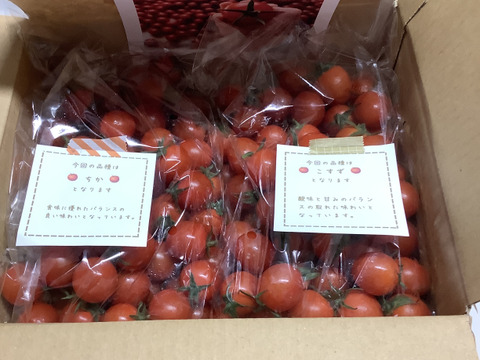 笑顔引き出す！みにとまとの食べ比べ 1.5kg