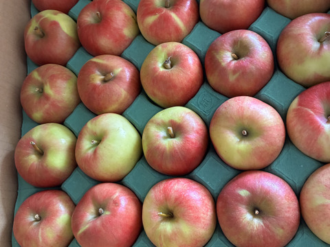 残り5ケース🍎🏃‍♀️訳あり夏あかり5キロ箱 小玉品種 ～33玉サイズ 商品ID44913 長野県 信州 安曇野 リンゴ 幻 幻のリンゴ 予約 希少 旬