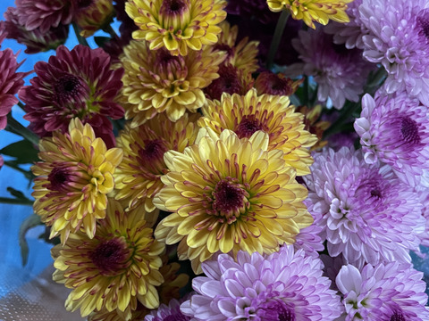 【数量限定！】スプレーマム25本セット！（5～6品種）