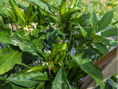 【淡路島 自然栽培 固定種 ズッキーニ】2キロ 無肥料 農薬不使用　サラダにお新香、グリルにソテー、緑色白ズッキーニ（UFO）食べ比べ