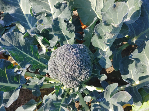 淡路島　ブロッコリー5株