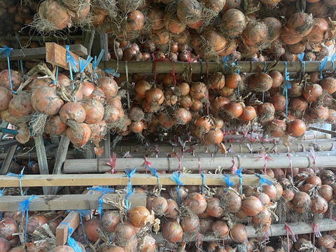 ◎農家直送!!【訳あり】淡路島産ブランド玉ねぎ 『にじたま』10kgダンボール入り（ご家庭用・25個前後） 使いやすいL・2L・3L混在！