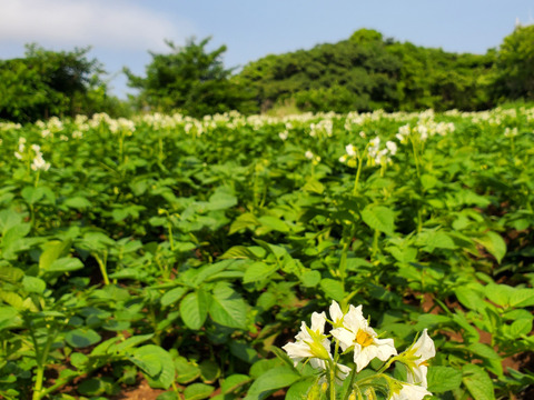 島育ちのじゃがいも食べ比べ！デジマ＆グランドペチカ　計２kg