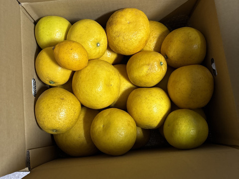 箱込約12㌔　　1,000箱以上売れる　見た目と味のすごい和グレープフルーツ　河内晩柑