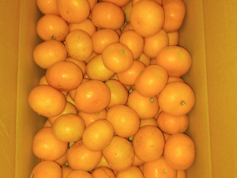 「温州みかん」 　小粒 5ｋｇ！！
S~3Sサイズ！！  
順次発送開始〜♪