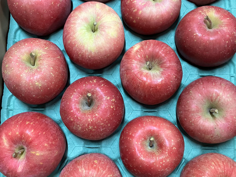 青森県産りんご 「早生ふじ（弘前ふじ）」家庭用 キズ有 約5kg