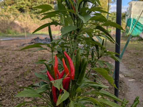唐辛子☆赤唐辛子☆農薬、除草剤、化学肥料等不使用☆採れたての唐辛子20本セットのお届け※青唐辛子も数本混ぜることもできます※品種はお選びできません