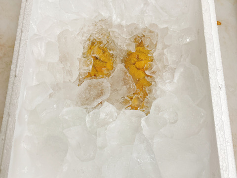 北三陸たのはた産　塩水ウニ 150g