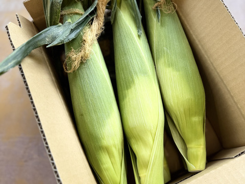 ドルチェドリーム(約2kg/5〜7本入)