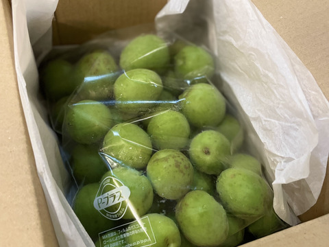 まじりっけなし！自然栽培の青梅『梅郷』1kg 梅シロップ・梅酒に最適！農薬不使用