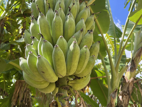 アップルバナナ 約1kg