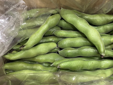 ほくほく深～い味わい❗朝穫れ❗2㎏「そら豆（さや付き）」4月下旬