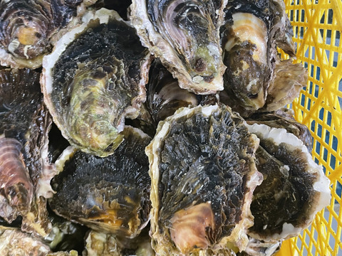 🦪【期間限定サービス】3kg（＋1個）クセが少なく旨み濃厚！生食OKの極上岩牡蠣「AZUL＋3」